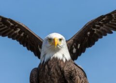 Eagles: Majestic Birds of Strength, Freedom, and Power